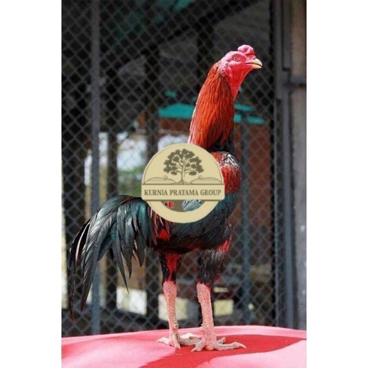 

TELUR RAJA SAIGON FRESH FERTIL KURNIA PRATAMA GROUP