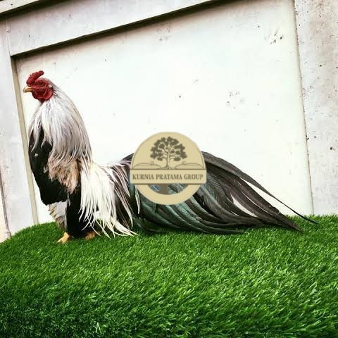 

Telur ayam hias ga tre than chau fertil siap ditetaskan Langsung KURNIA PRATAMA GROUP