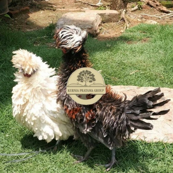 

Telur ayam poland / telur ayam hias / telur fertil siap tetas KURNIA PRATAMA GROUP