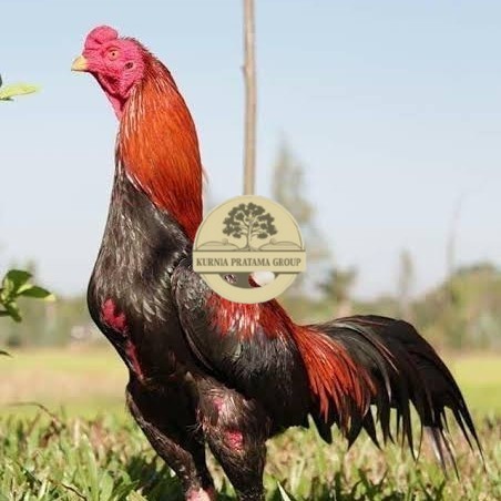 

Telur ayam bangkok super petarung aduan fertil siap ditetaskan KURNIA PRATAMA GROUP