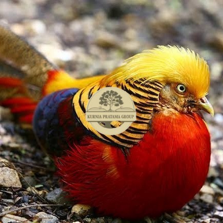 

telur ayam golden pheasant hias siap ditetaskan - golden pheasant KURNIA PRATAMA GROUP