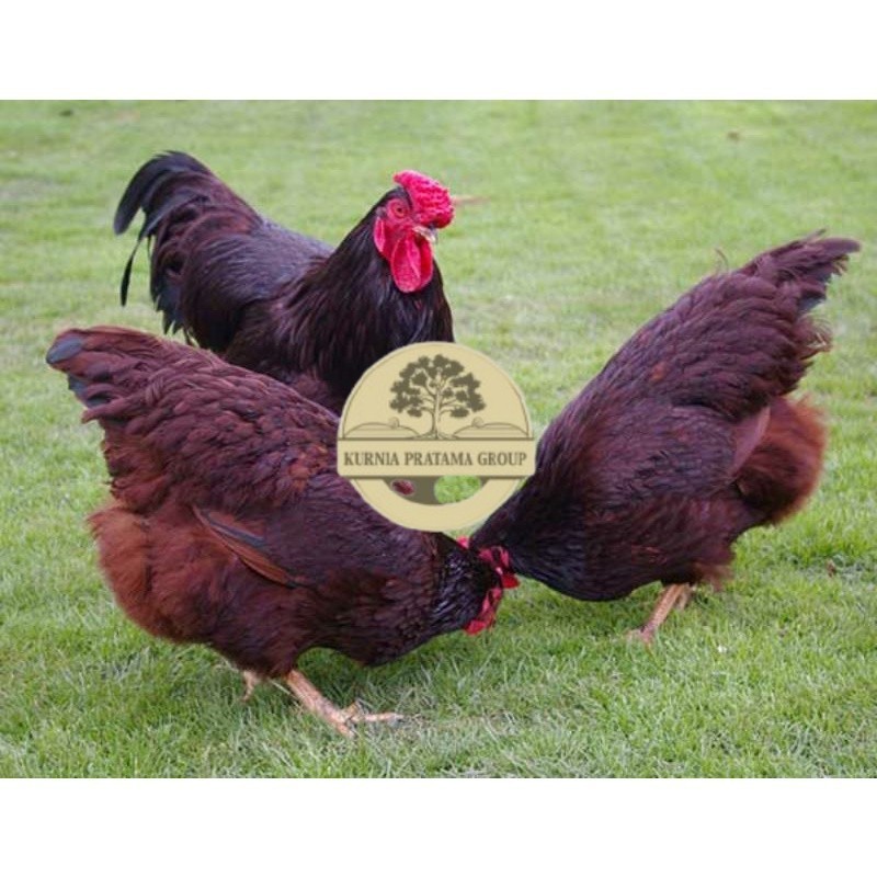 

TELUR AYAM RIR / RHODE ISLAND RED PURE LINE UNTUK DI TETASKAN KURNIA PRATAMA GROUP
