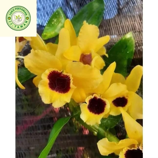 (BISA COD) Anggrek Dendrobium Nobile Kuning Jumbo siap berbunga Tanaman