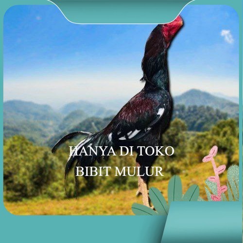 

telur tetas ayam shamo ukuran besar bibit.mulur