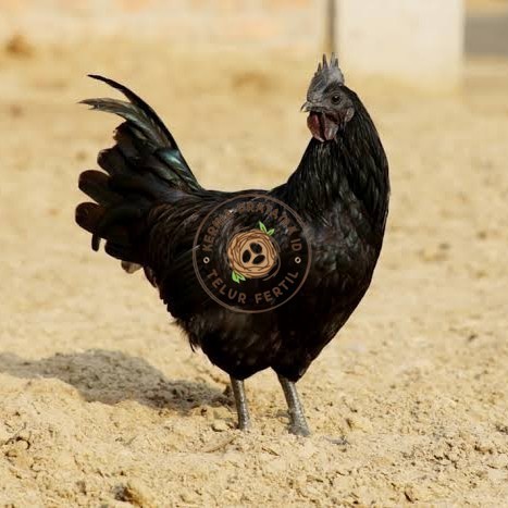 

Telur ayam cemani / telur ayam hias / telur fertil siap kirim KURNIA PRATAMA ID