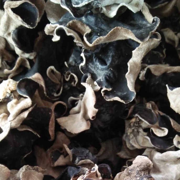 

Jamur Kuping Kering 1 kg Grade A Super / Jamur Hitam Kering 1 KG Sortir