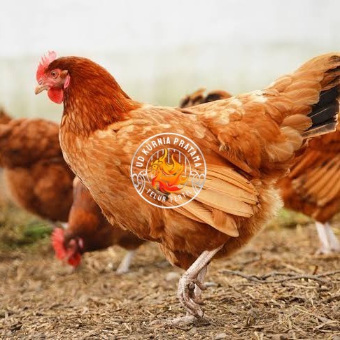 

Telur ayam elba / telur ayam hias / telur ayam fertil siap kirim UD KURNIA PRATAMA