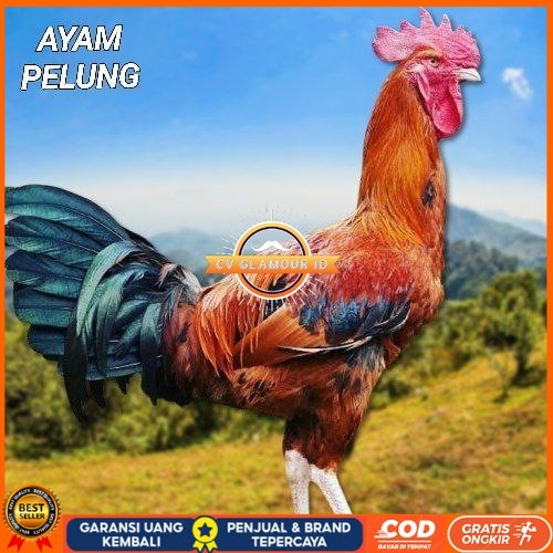 

telur ayam pelung jumbo super bisa untuk di tetaskan fertil CV GLAMOUR ID