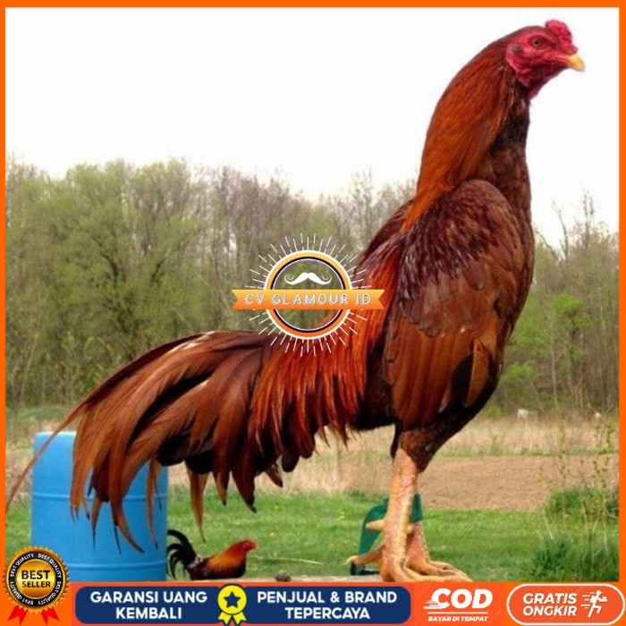 

BIRMA SUPER TELUR FRESH MURAHH.... original berkualitas CV GLAMOUR ID