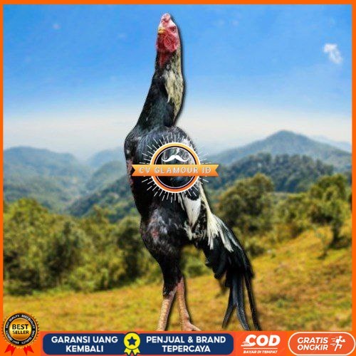 

telur ayam shamo eropa ori bisa untuk di tetaskan CV GLAMOUR ID
