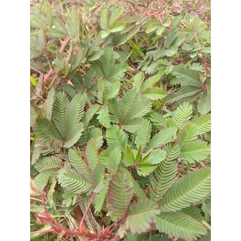 

OHI Daun Putri Malu Segar dan Kering