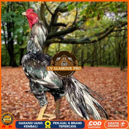 

Telur Ayam Pakhoy Trah Pitt Bull Vertil Siap Di Tetaskan Jaminan Super Oiginal Bergaransi CV GLAMOUR PRO