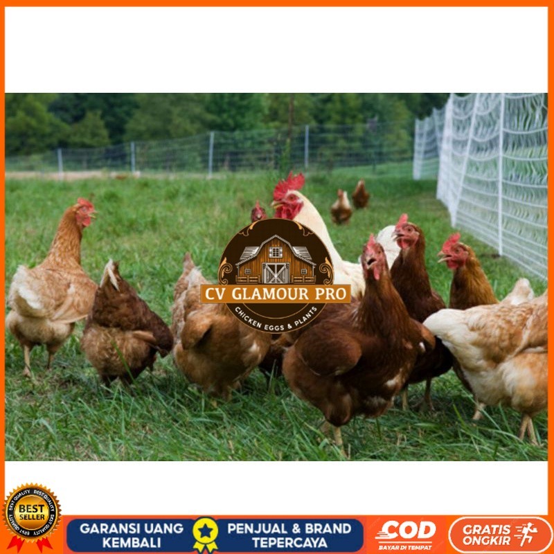 

TELUR AYAM RAS PETELUR TANGGUH UNTUK DI TETASKAN CV GLAMOUR PRO
