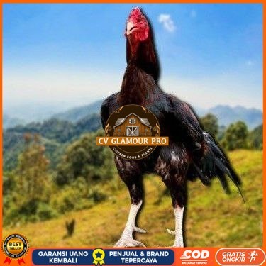 

telur ayam cos shamo ori bisa untuk di tetaskan CV GLAMOUR PRO