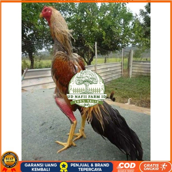 

TELUR AYAM BANGKOK WIRING SPEED UNTUK DI TETASKAN UD NAFII FARM ID