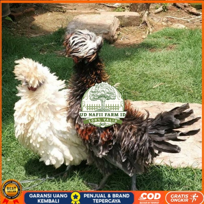 

Telur ayam poland / telur ayam hias / telur fertil siap tetas UD NAFII FARM ID