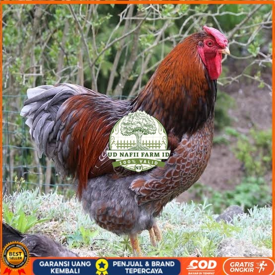 

Telur ayam bantam chocin / telur ayam hias / telur fertil siap kirim UD NAFII FARM ID