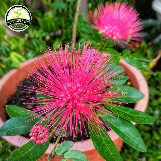 bibit tanaman kaliandra merah - tanaman bunga kaliandra merah