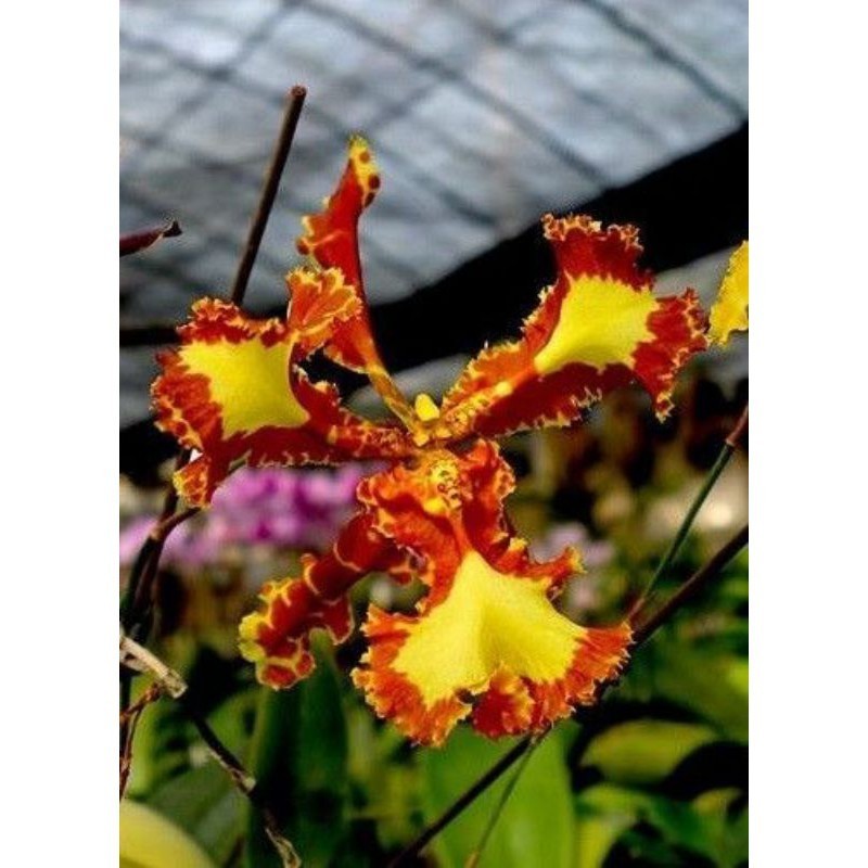 ANGGREK ONCIDIUM MARIPOSA DEWASA SIAP BERBUNGA