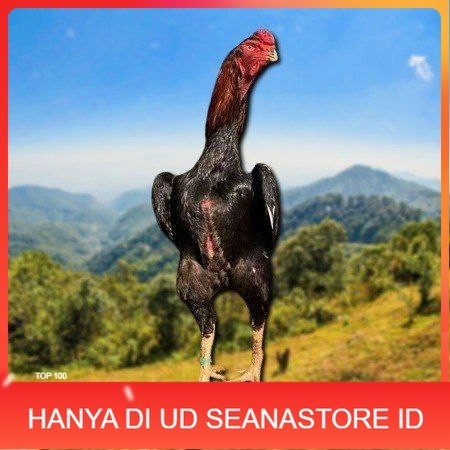 

telur ayam shamo eropa ori petarung bisa untuk di tetaskan UD SEANASTORE ID