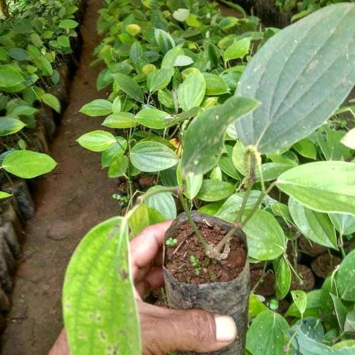 Bibit Lada Perdu Bibit merica Perdu siap tanam