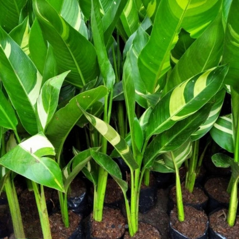 Tanaman Hias Pisang Helicornia Varigata Pisang Hias Berbunga