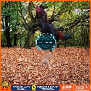 

Telur Ayam Pakhoy Jumbo Vertil Siap Di Tetaskan Jaminan Super Oiginal Bergaransi super CV LIGHT PRO