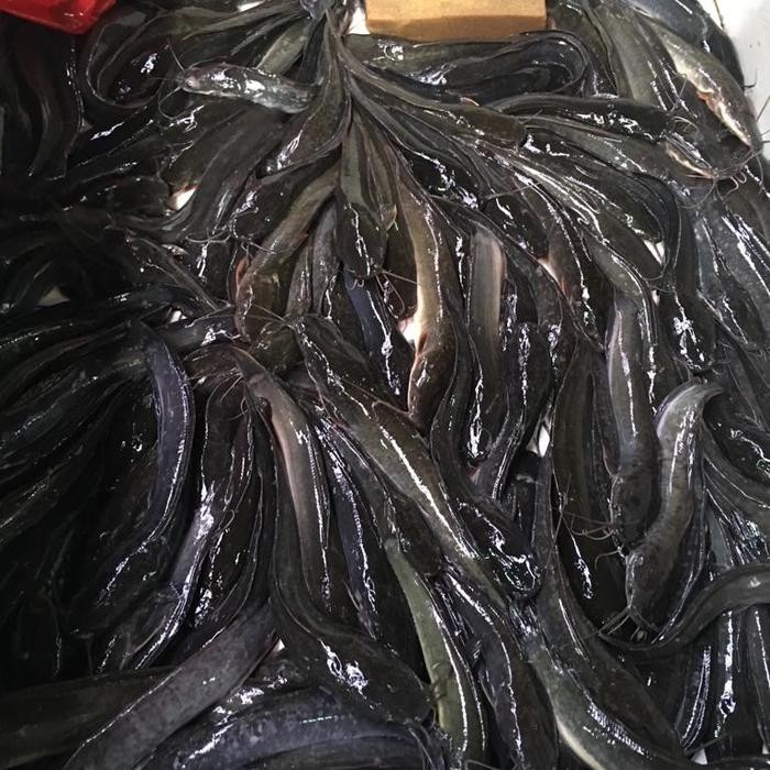 Ikan Lele 1 kg