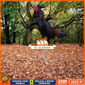 

Telur Ayam Pakhoy Jumbo Vertil Siap Di Tetaskan Jaminan Super Oiginal Bergaransi super CV GLAMOUR