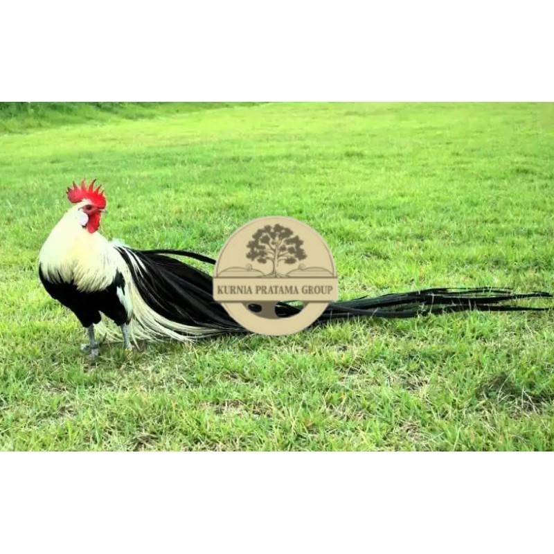 

TELUR AYAM HIAS ONAGADORI ATAU AYAM EKOR PANJANG UNTUK DI TETASKAN KURNIA PRATAMA GROUP