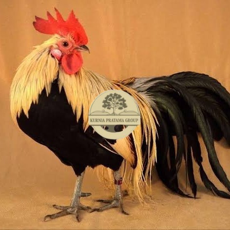 

Telur ayam phoenix onagadori / telur ayam hias fertil siap tetas KURNIA PRATAMA GROUP