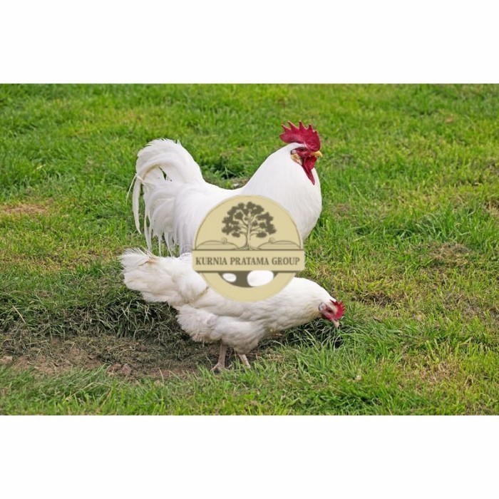 

Telur ayam hias leghorn white fertil asli siap ditetaskan - ayam-leghorn KURNIA PRATAMA GROUP