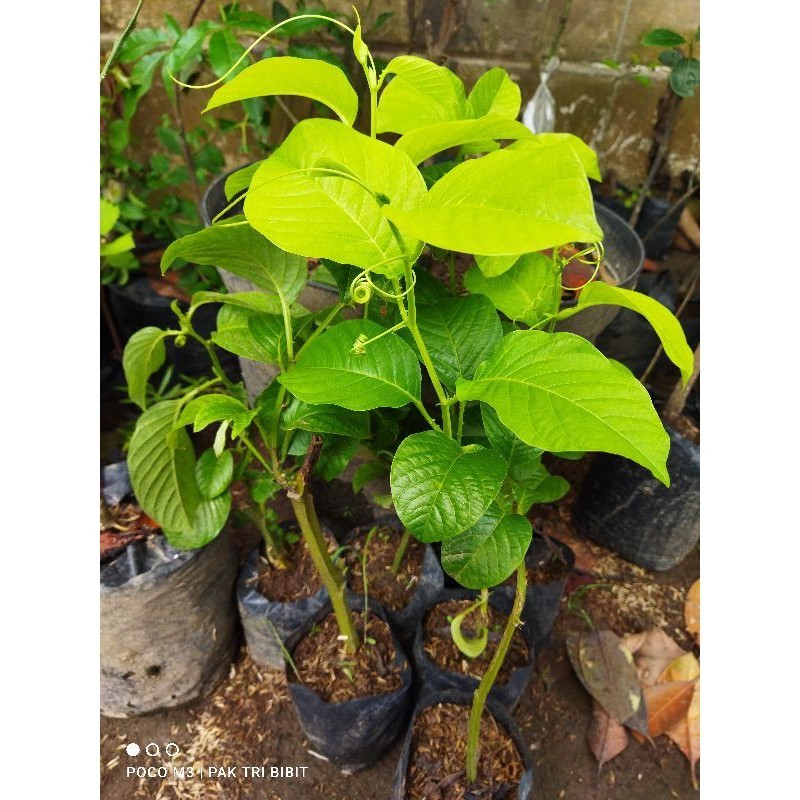 bibit markisa madu super markisa madu manis . AR