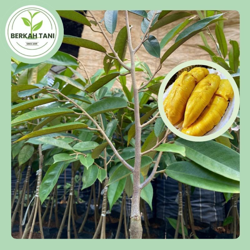 JAMIN MURAH Bibit Durian Super Ukuran Sedang Kaki 3 Sambung Pucuk(BISA LANGSUNG ORDER)