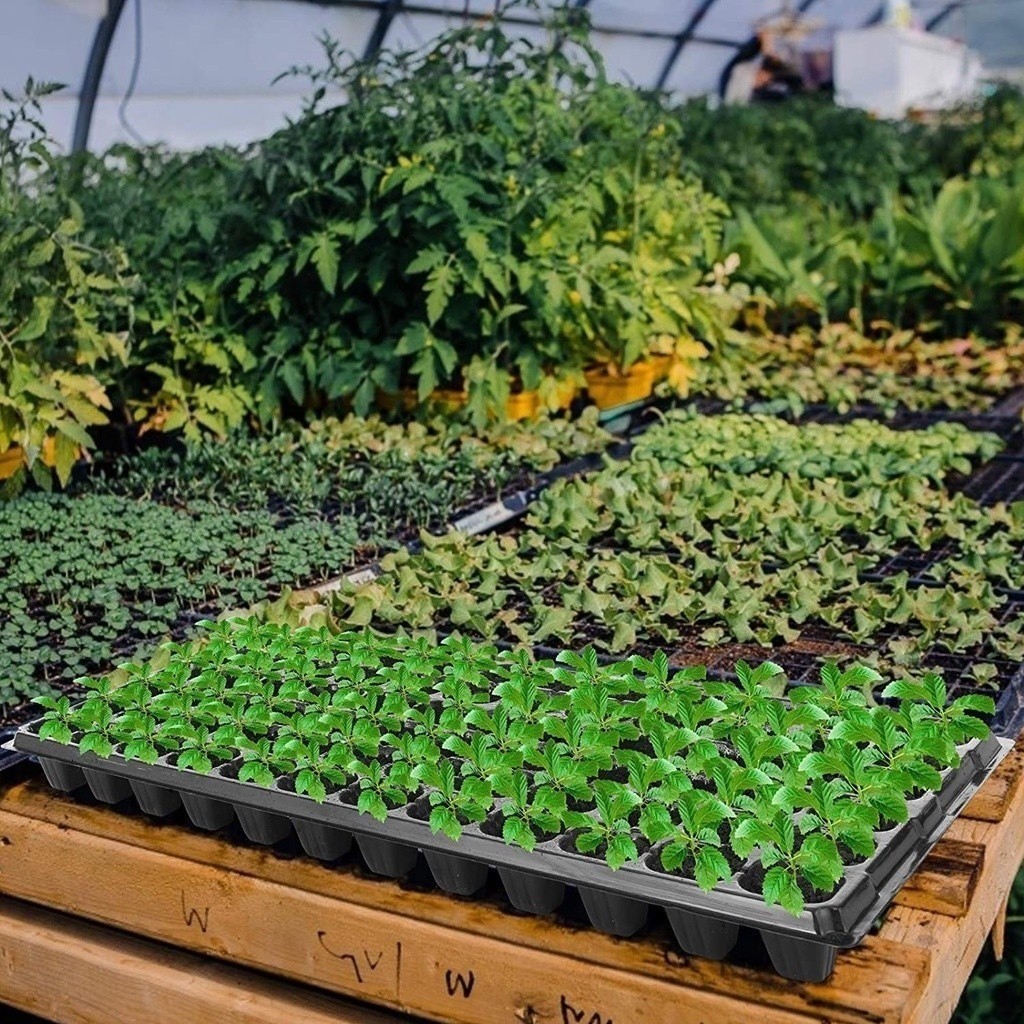 10 Pcs Pot Tray Semai Bibit Benih / Pot Bibit / Seedling Pot - 50/ 105 Lubang Seedling Pot