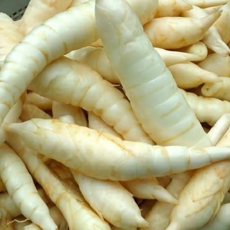 

Umbi terigu umbi garut 500gr ready