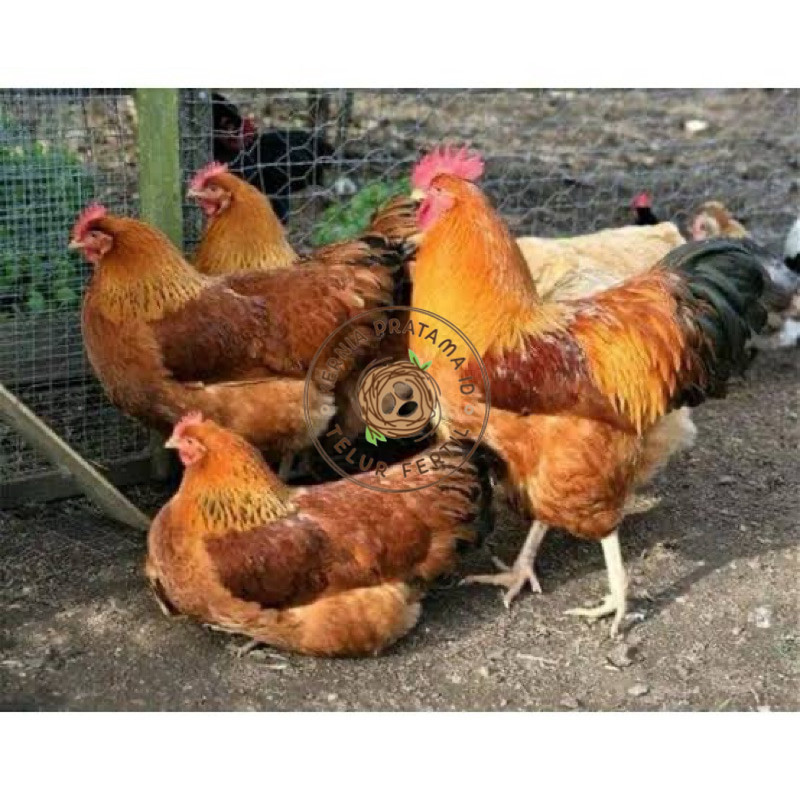 

TELUR FERTIL AYAM MERAWANG MULTIGUNA INDUKAN TERSELEKSI UNTUK DI TETASKAN KURNIA PRATAMA ID