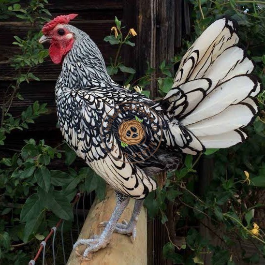 

Telur ayam serama / kate batik italy kanada fertil asli ori siap tetas KURNIA PRATAMA ID