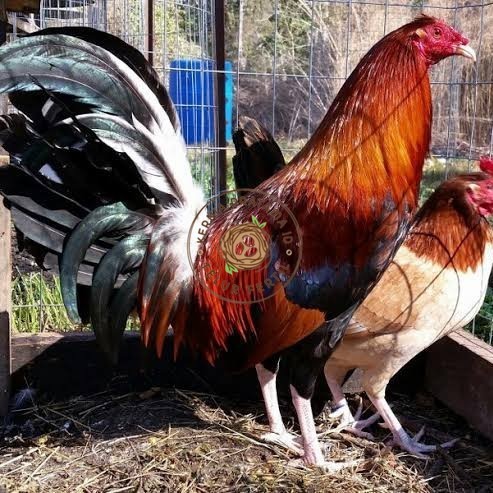 

Telur ayam hias pilipin fertil untuk ditetaskan Langsung KURNIA PRATAMA ID