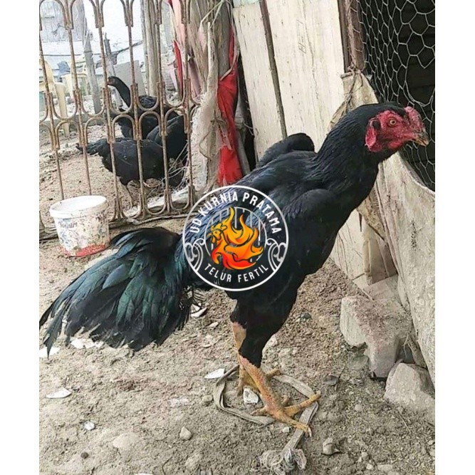 

telur ayam Shamo Japan Balck Tiger terlaris UD KURNIA PRATAMA