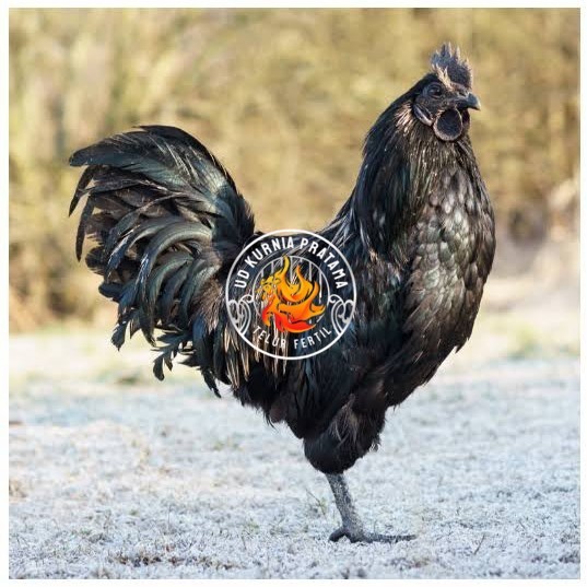 

Telur ayam cemani / telur ayam hias / telur fertil siap tetas UD KURNIA PRATAMA