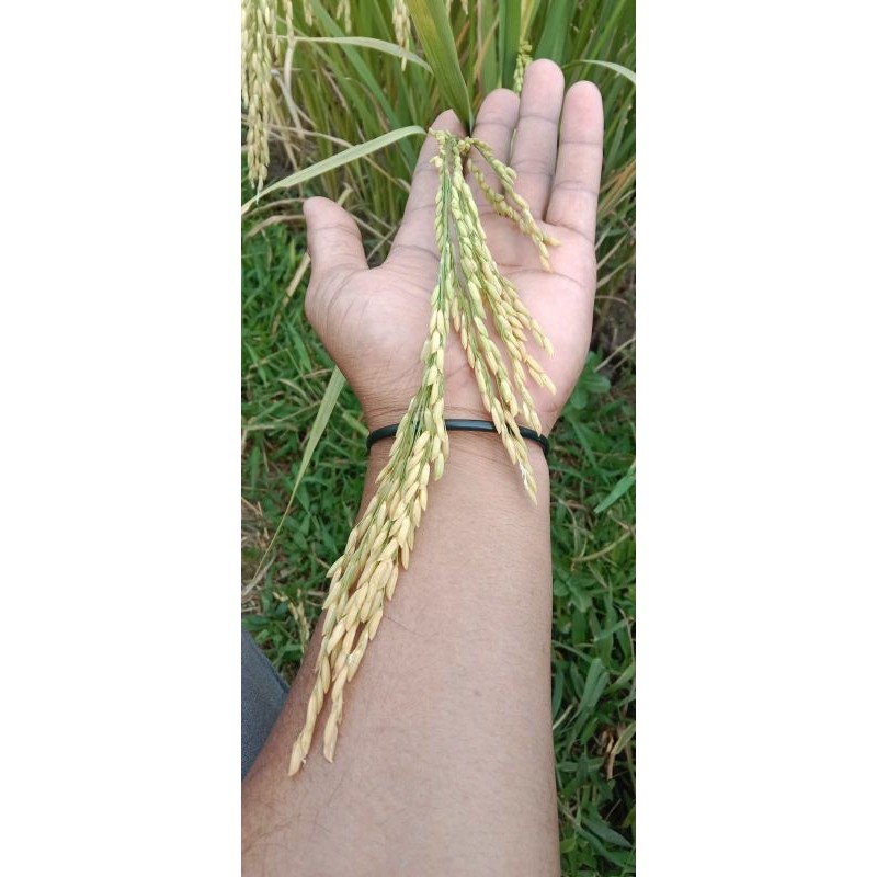 BENIH PADI SIGUPAI UA-11 5KG ORIGINAL TERBARU