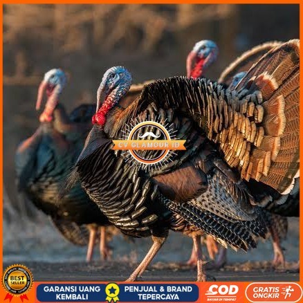 

Telur ayam kalkun jumbo / telur ayam hias / telur fertil siap cod CV GLAMOUR ID