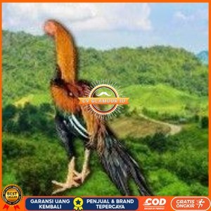 

telur ayam ekor lidi original bisa untuk di tetaskan terlaris CV GLAMOUR ID