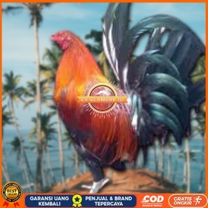 

telur ayam Philipin asli AK47 untuk di tetaskan CV GLAMOUR ID