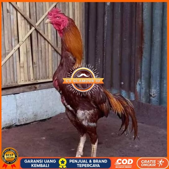 

Telur ayam bangkok shamo brazil / ayam petarung aduan untuk ditetaskan CV GLAMOUR ID