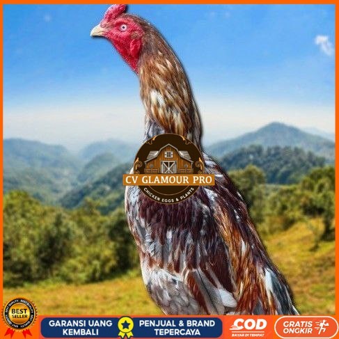

telur tetas ayam shamo valid CV GLAMOUR PRO