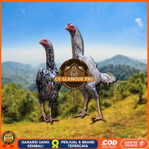 

telur tetas ayam shamo besar CV GLAMOUR PRO