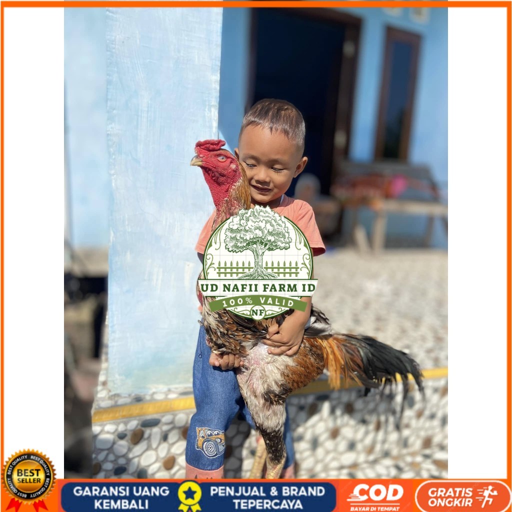 

Telur ayam bangkok shamo eropa / ayam petarung aduan siap ditetaskan UD NAFII FARM ID