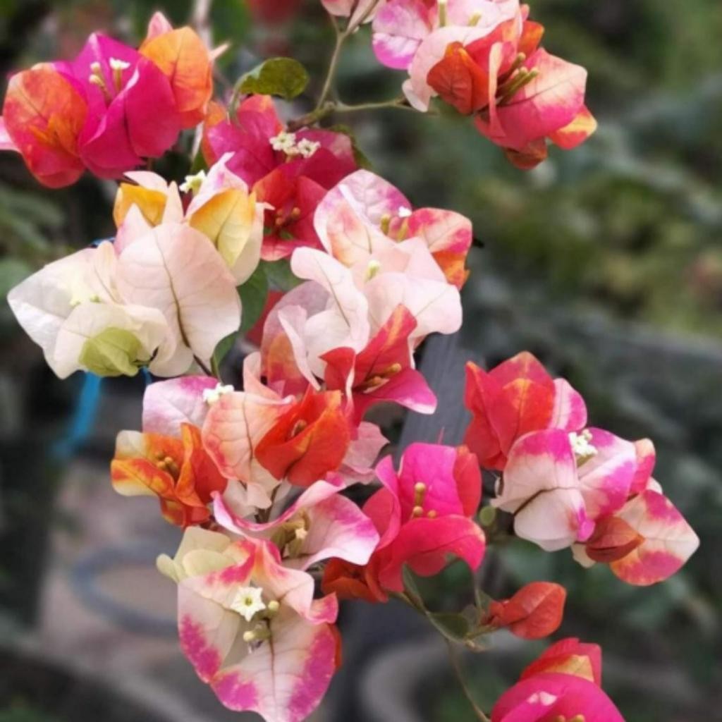 BUNGA KERTAS IMPORT BOUGENVILLE SUFIANDIANA